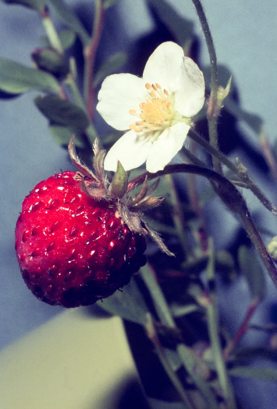 Fragaria californica 