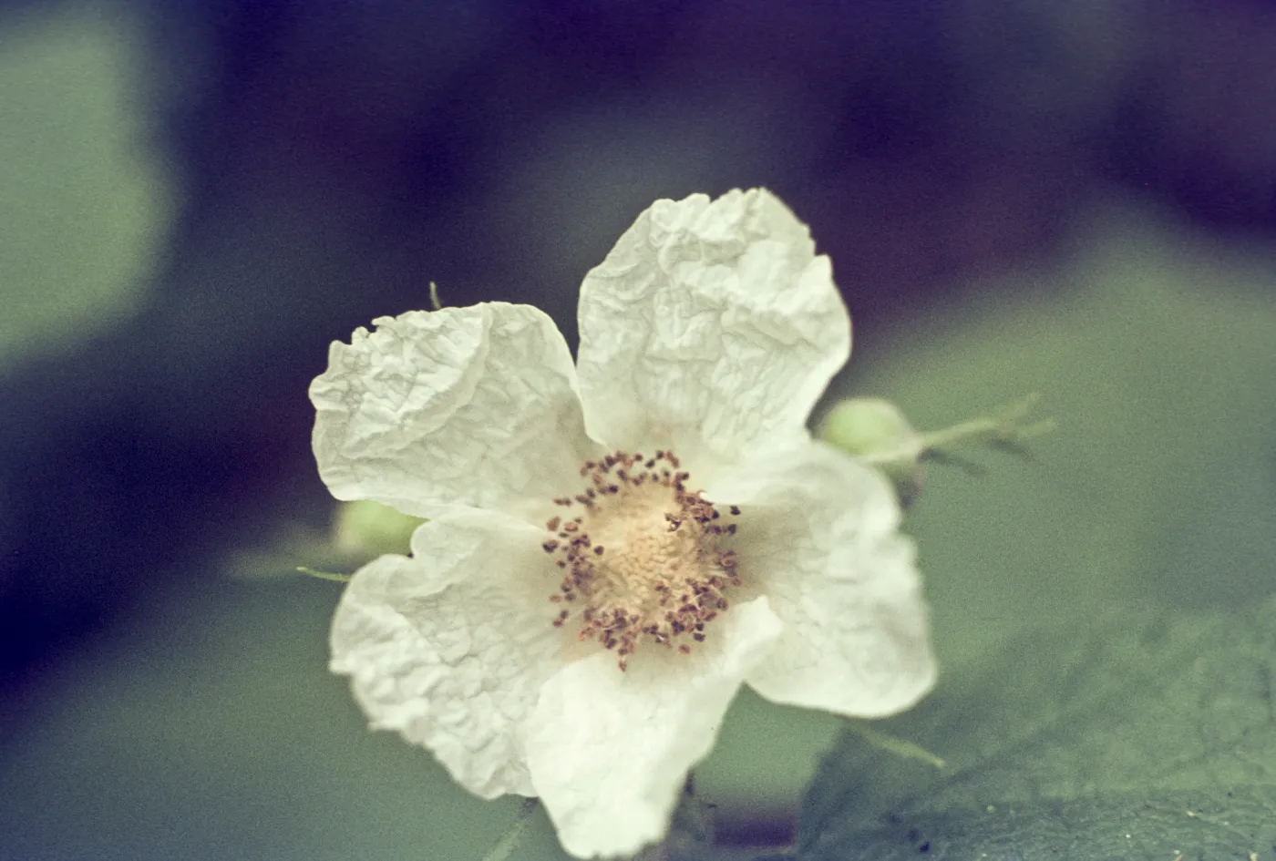 Rubus parviflorus