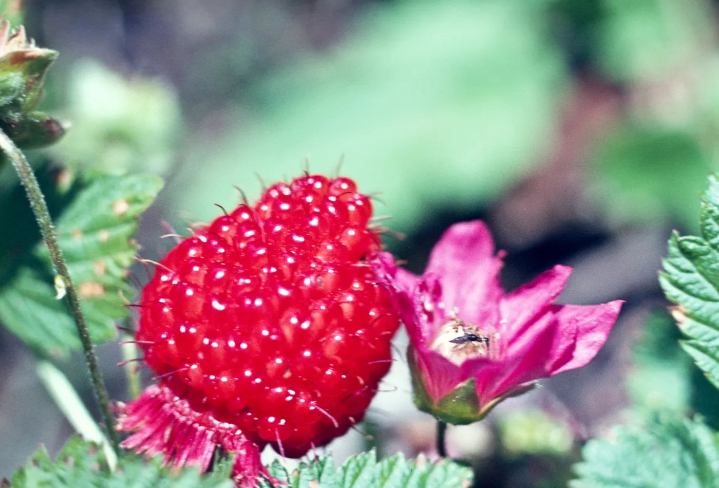 Rubus spectabilis 