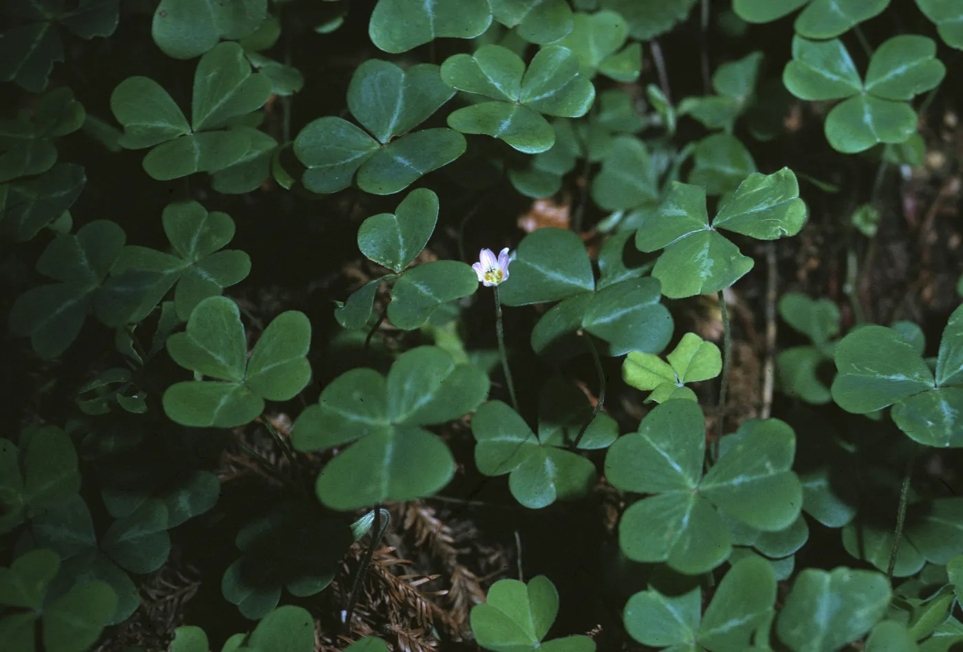 Oxalis oregana