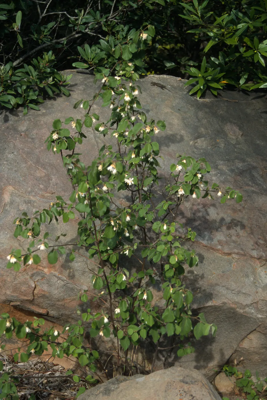 Styrax, SBBG Manzanita Section