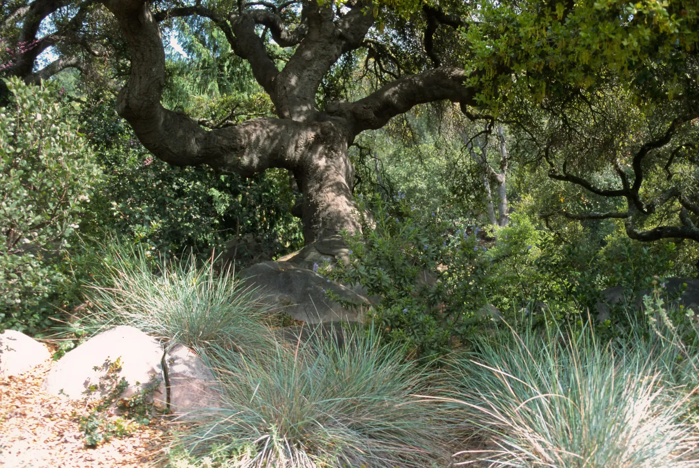 Quercus agrifolia, coast live oak with Festuca californica, SBBG Manzanita Section
