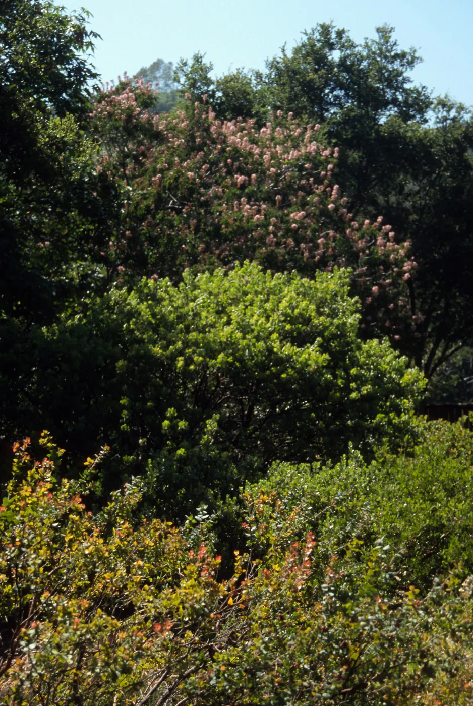 Aesculus 'Canyon Pink', Manzanita Section