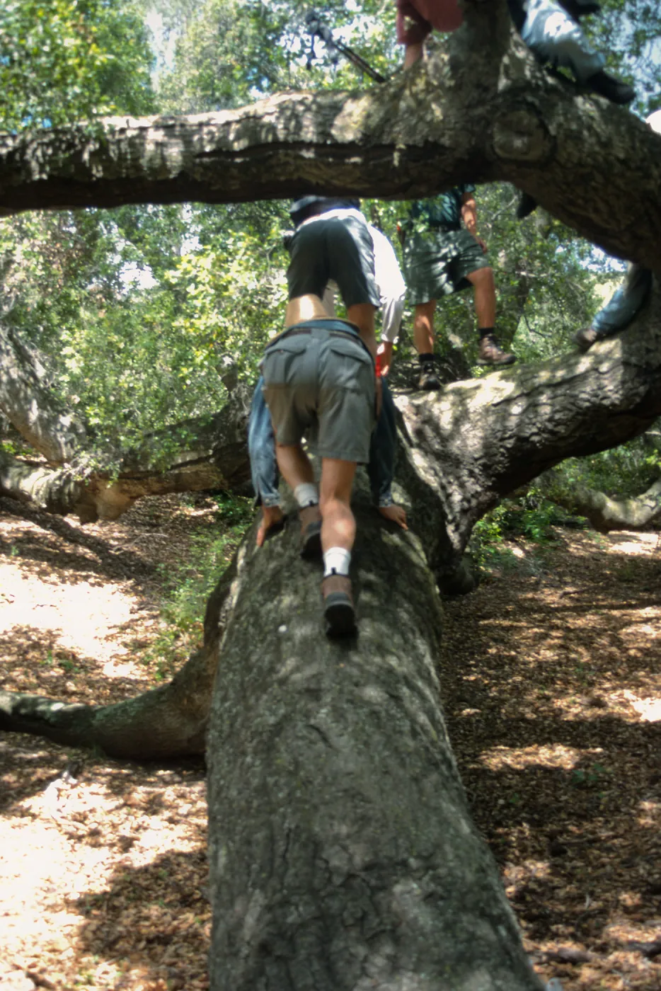 Horticulture Field Trip, SBBG Gardeners, Figueroa Mountain (climbing the oak)