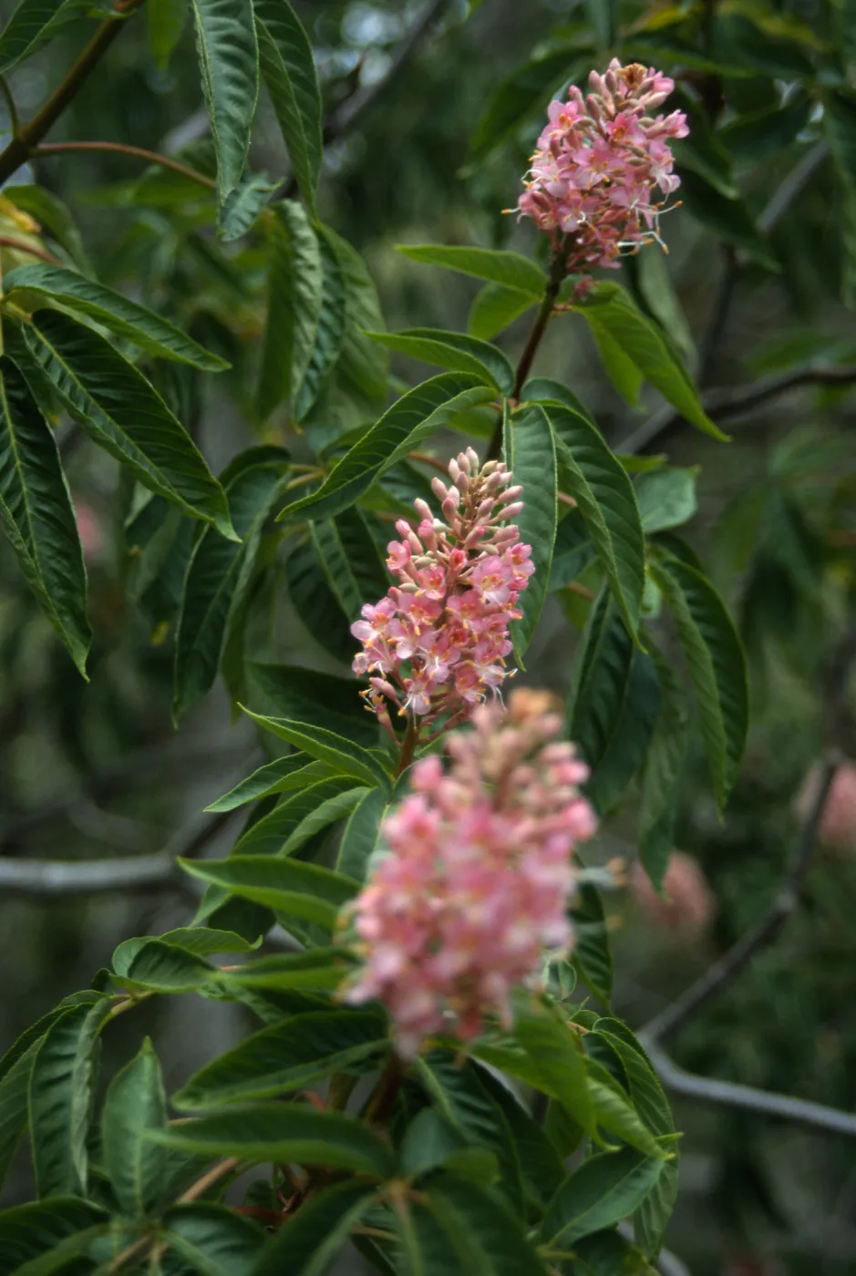 Aesculus 'Canyon Pink', Manzanita Section