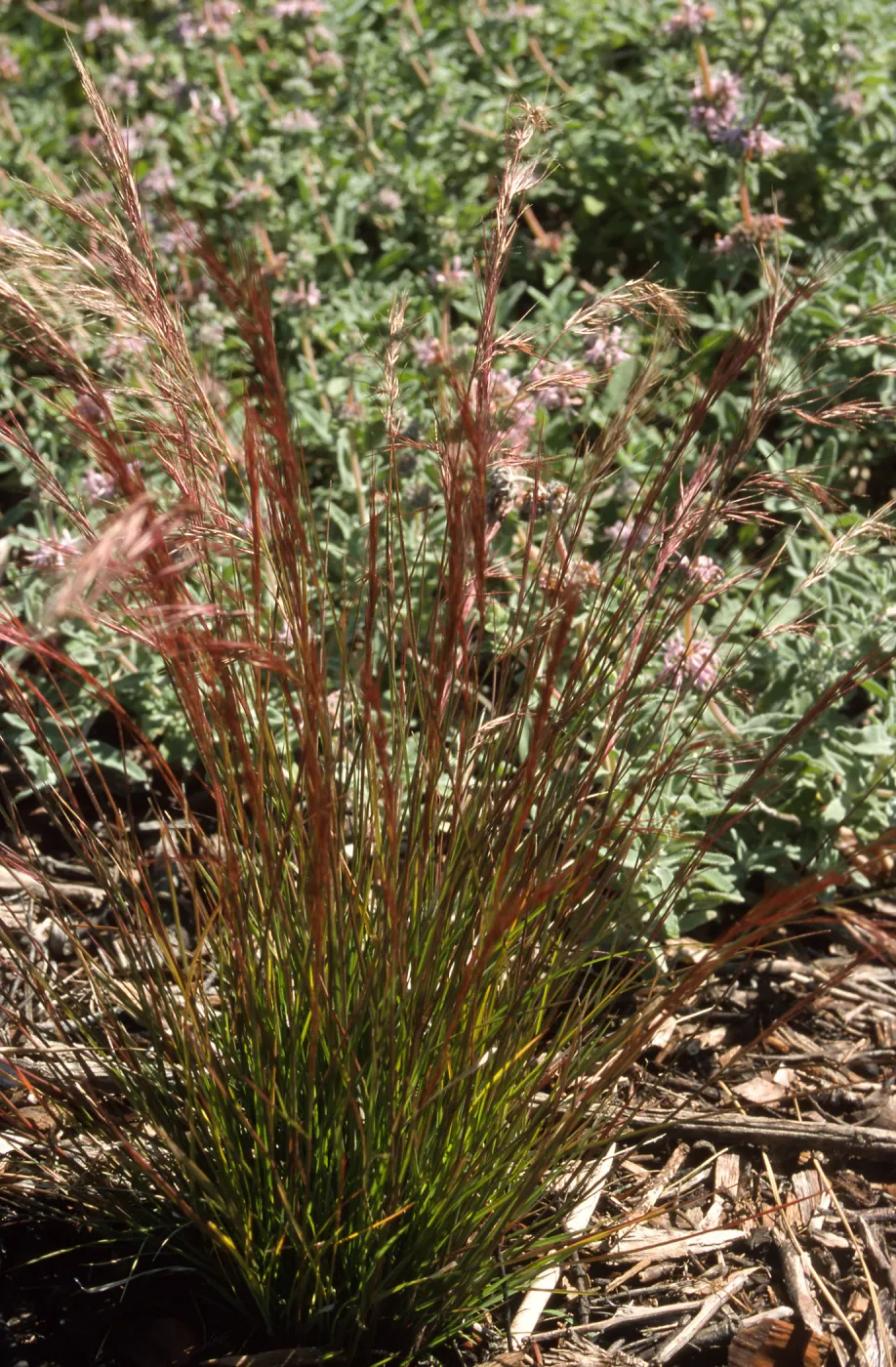 Aristida purpurea, SBBG