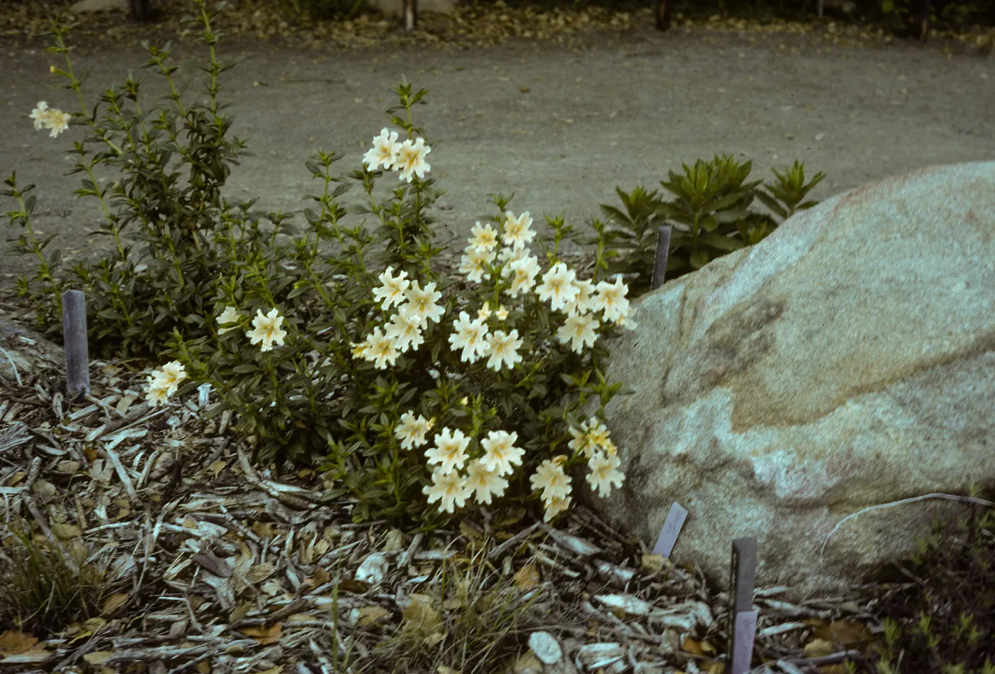 Diplacus bifidus, SBBG Meadow