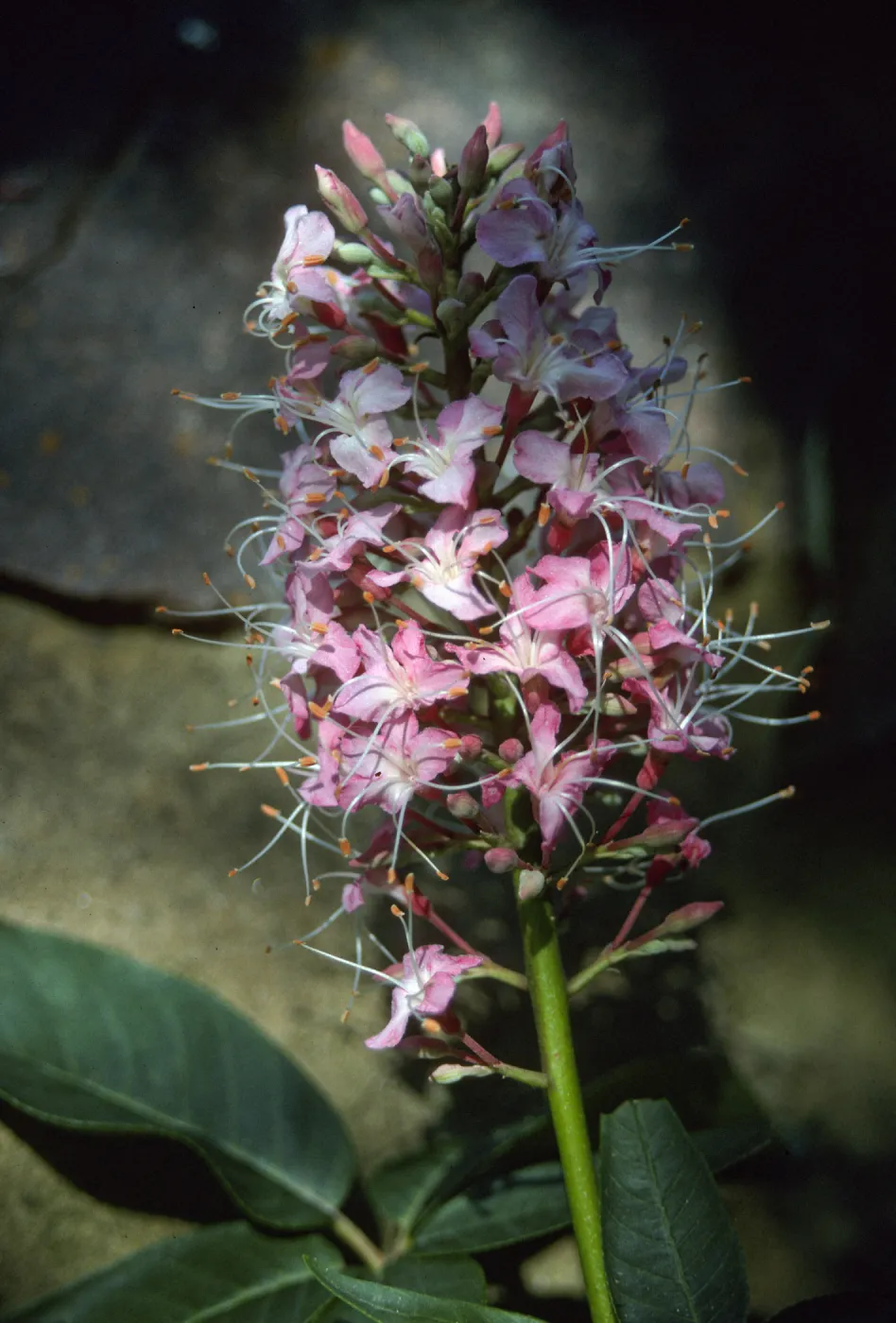 Aesculus 'Canyon Pink', Manzanita Section
