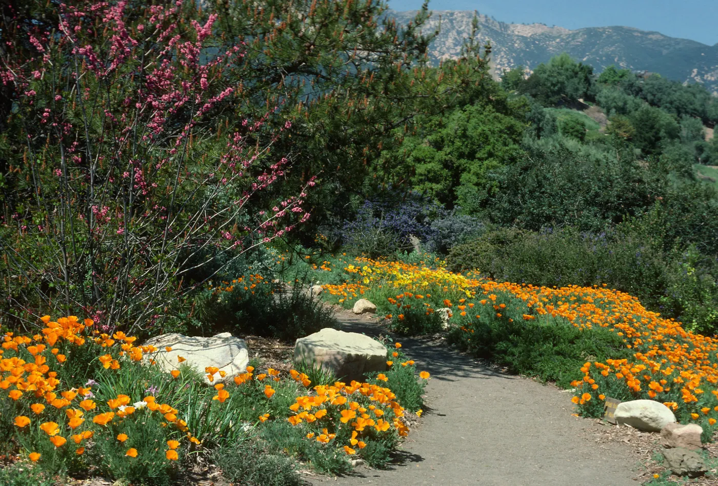 poppies and other Spring wildflowers, Porter Trail