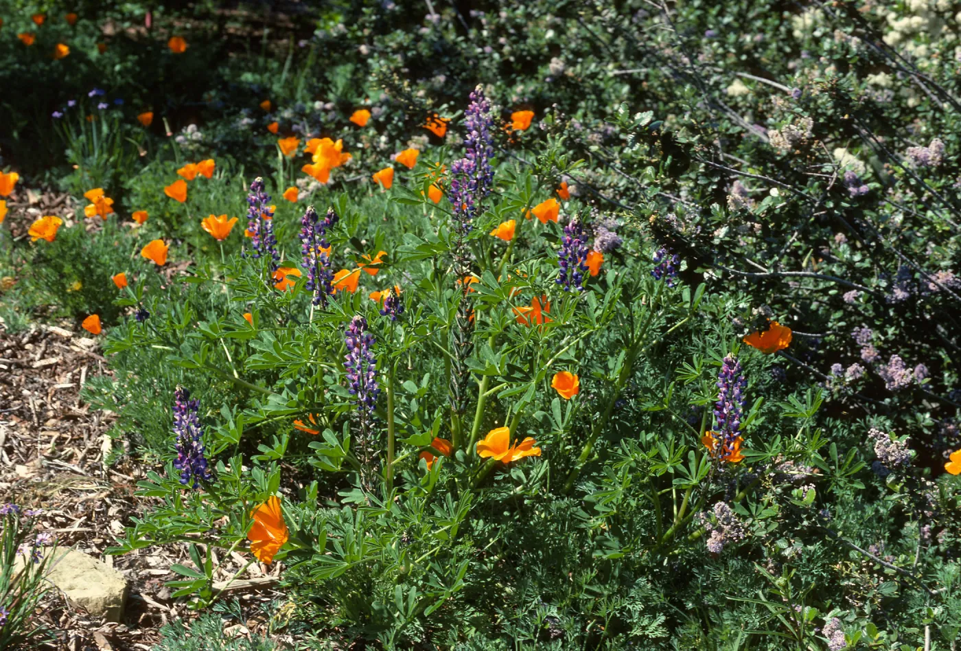 poppies and lupine, Porter Trail