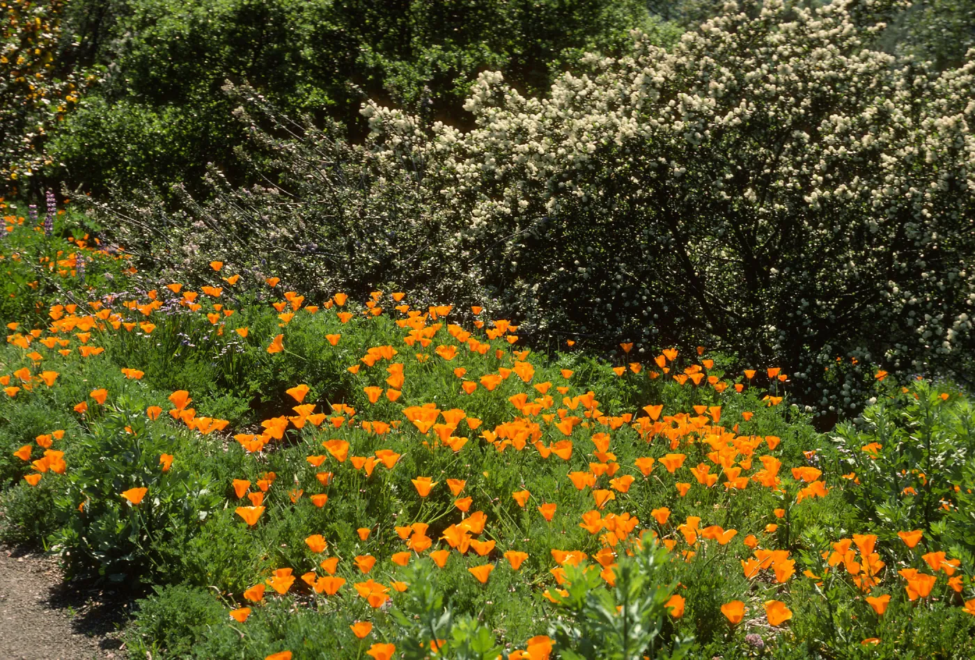 poppies and other Spring wildflowers, Porter Trail