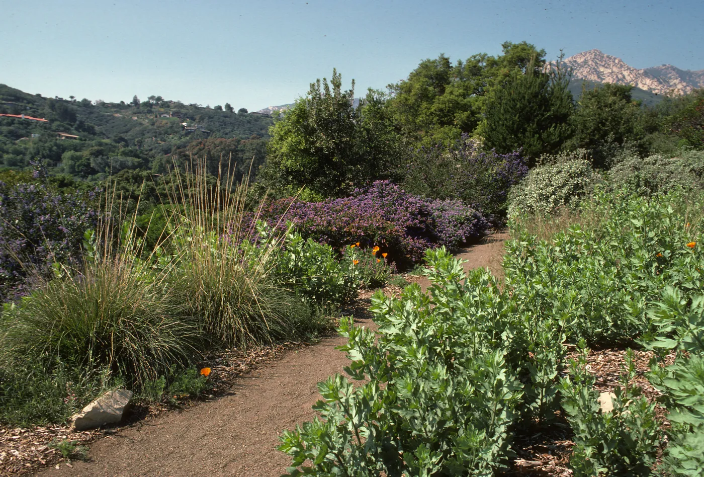 Porter Trail in bloom, wildflowers