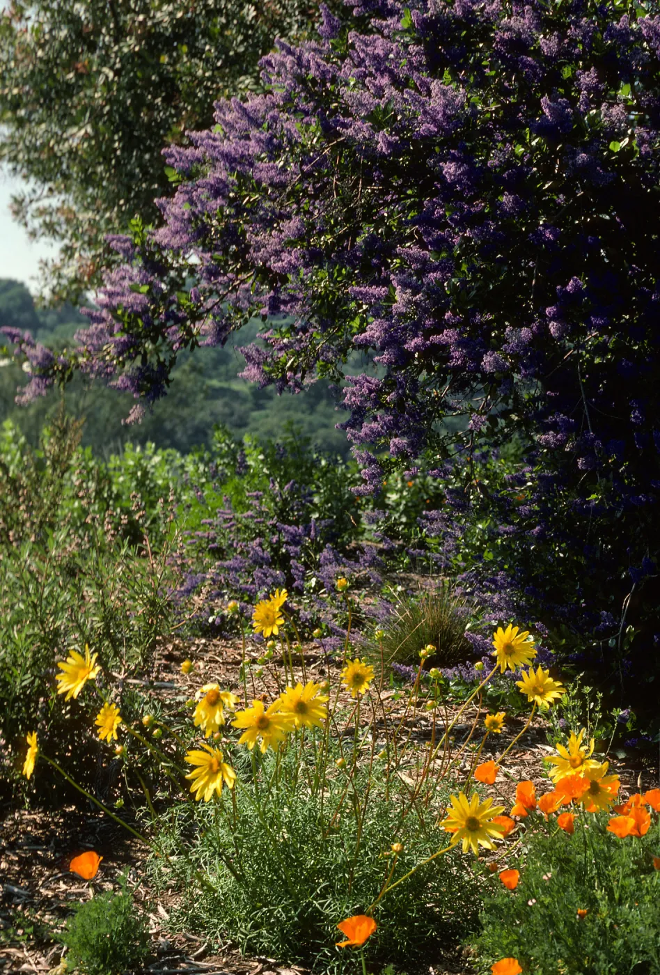 Porter Trail in bloom, wildflowers