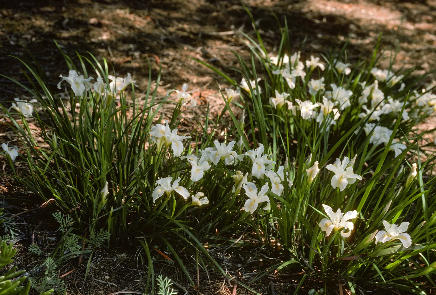 Iris 'Canyon Snow'
