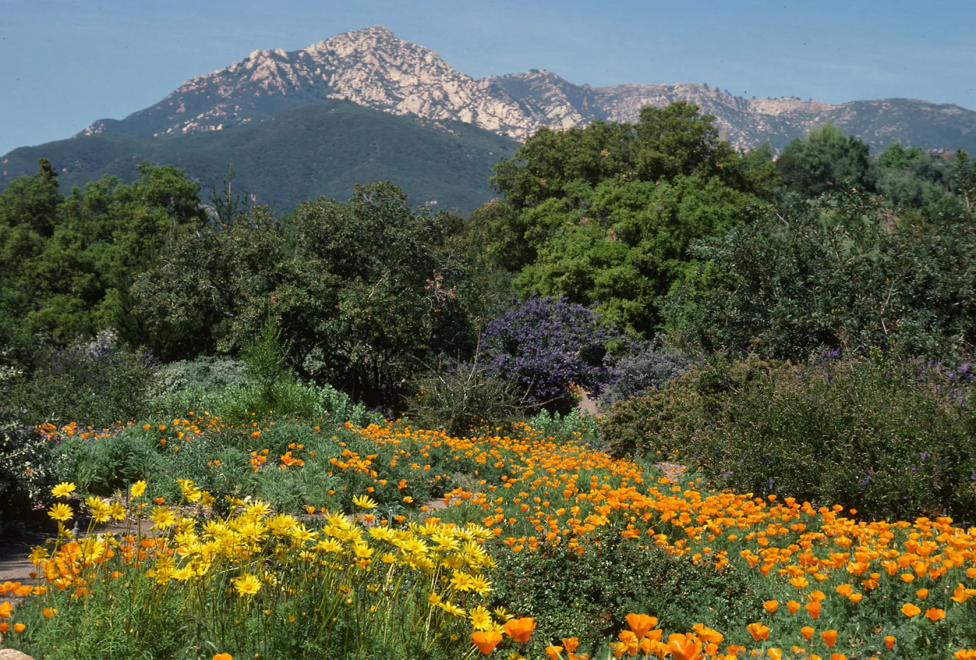Porter Trail in bloom, wildflowers