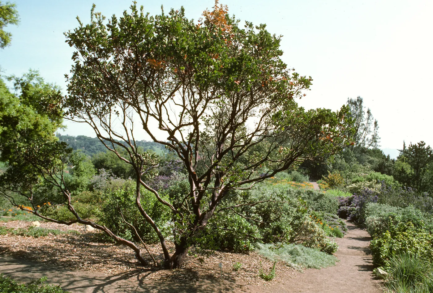 Porter Trail (Manzanita)