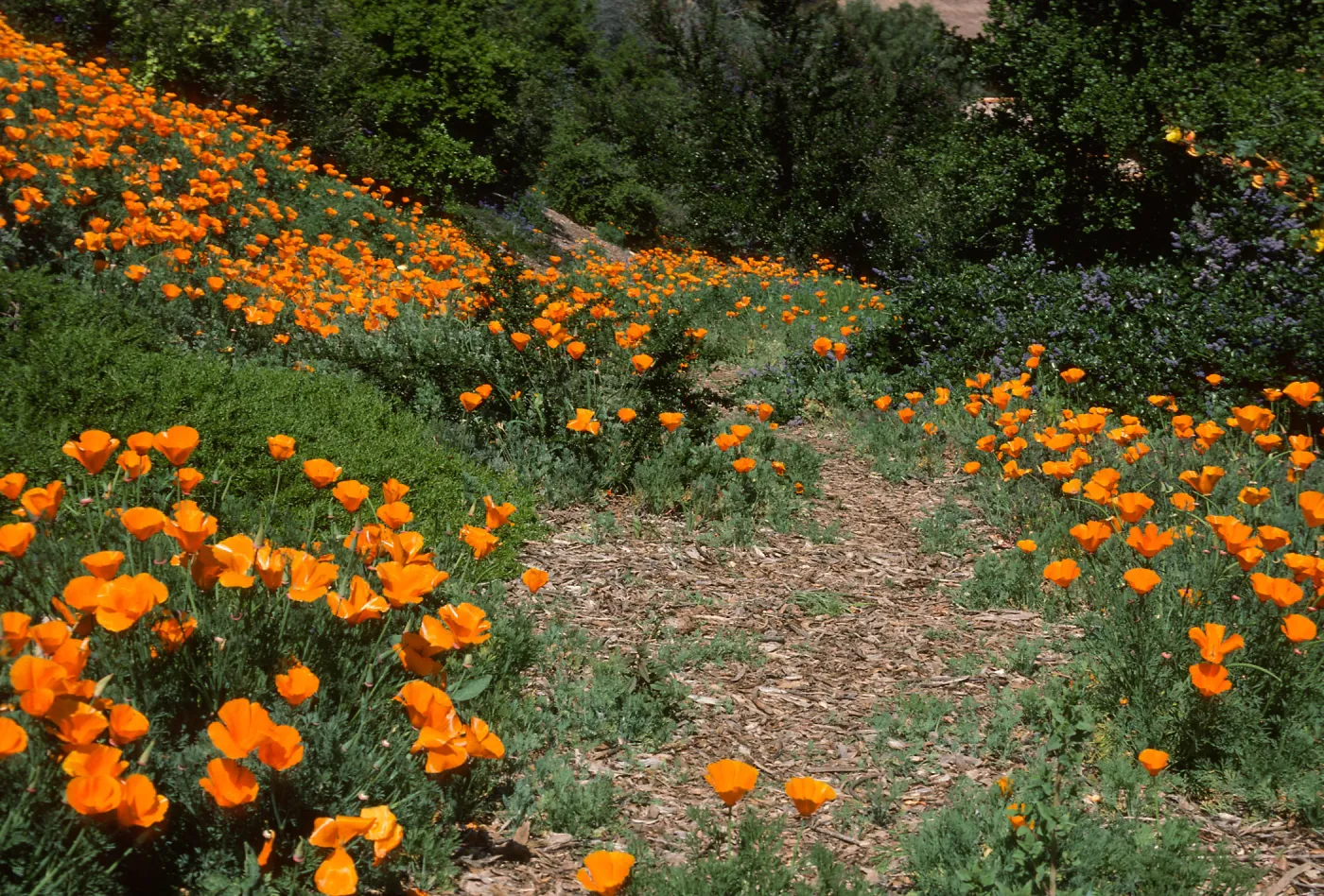 Porter Trail in bloom, wildflowers