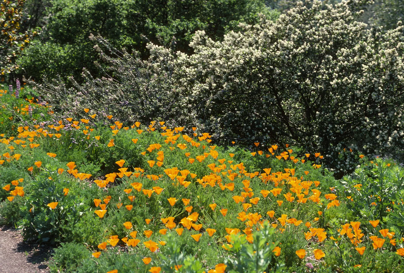 Porter Trail in bloom, wildflowers