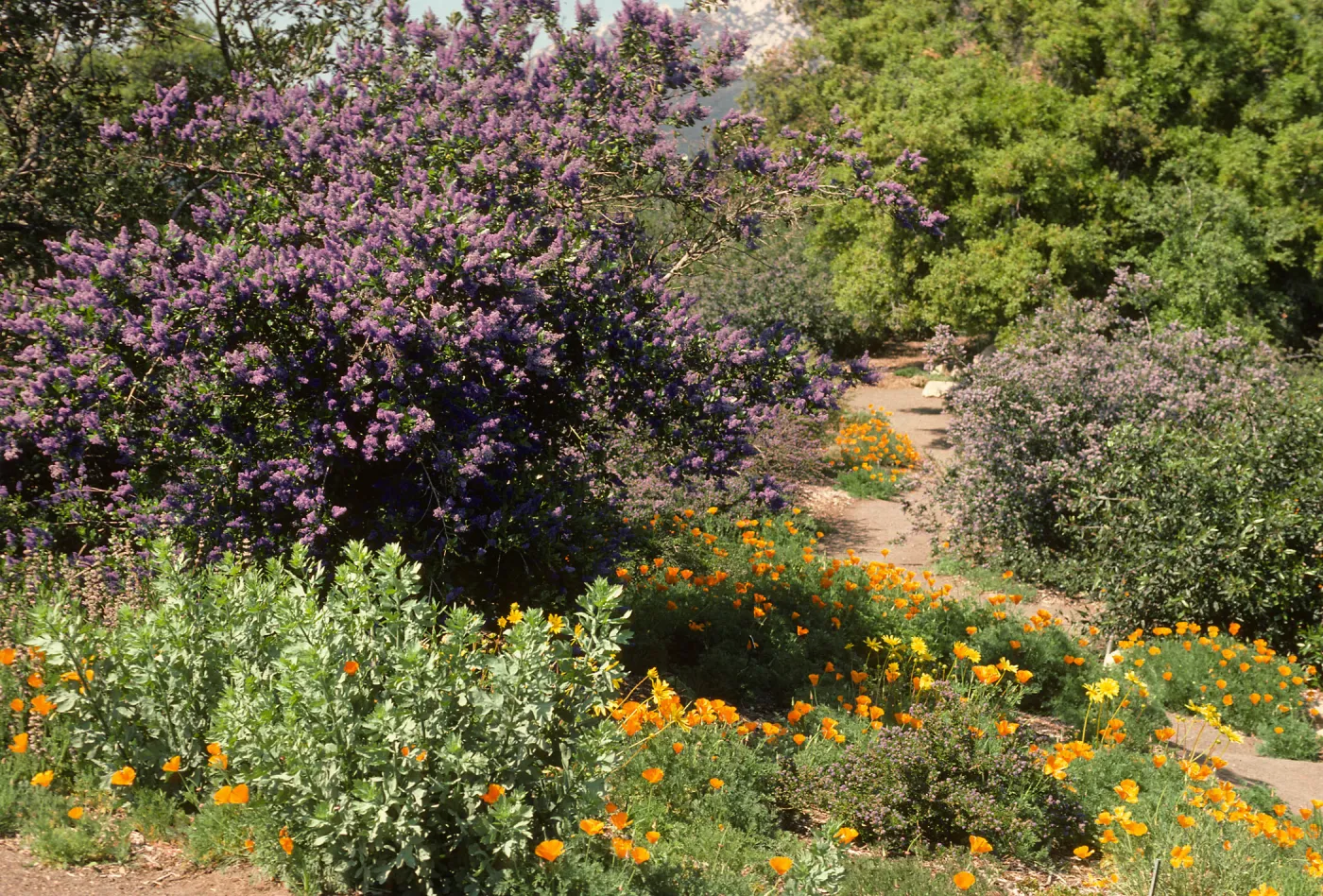 Porter Trail in bloom, wildflowers