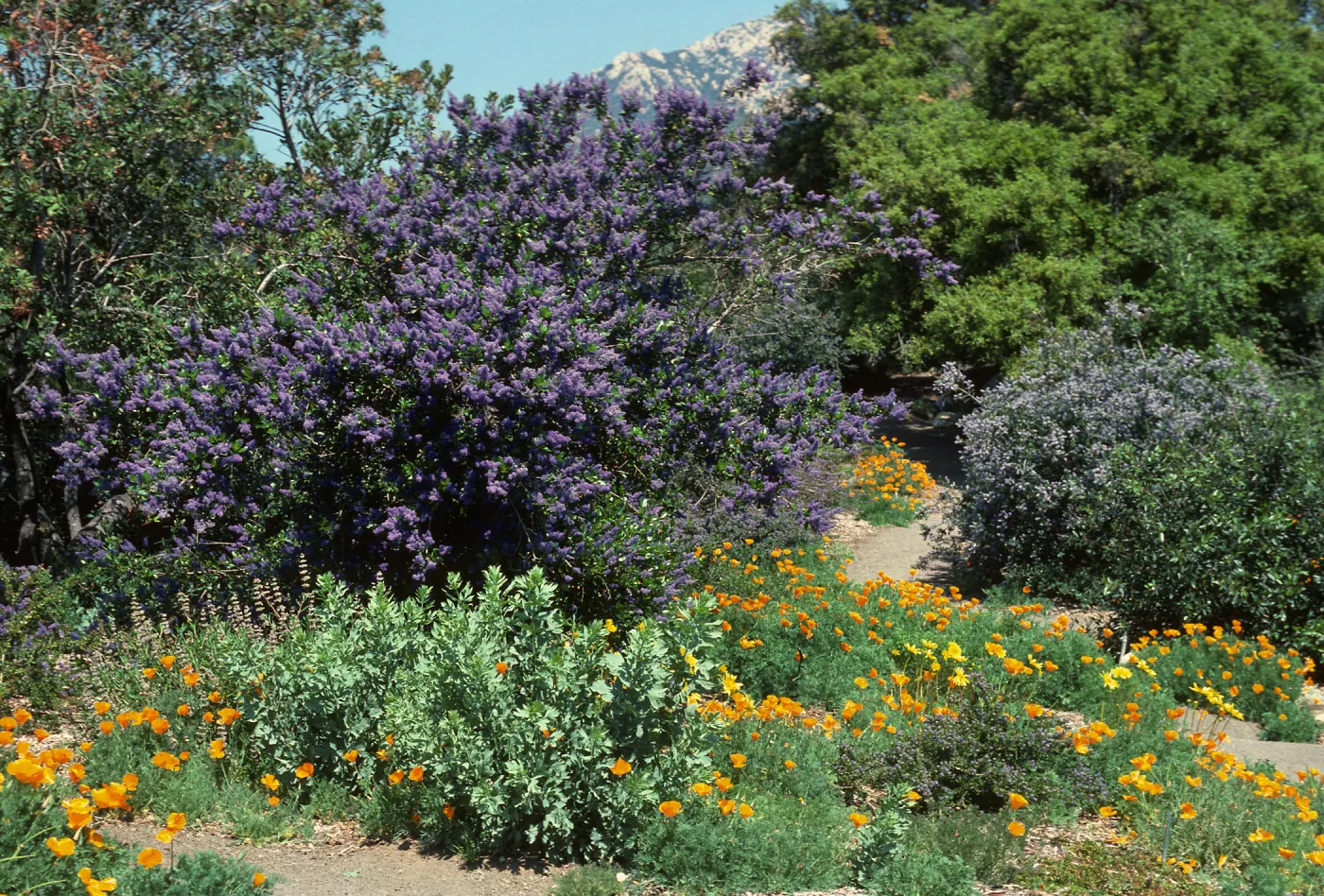 Ceanothus (California Lilac) in bloom, Porter Trail, Ceanothus Section