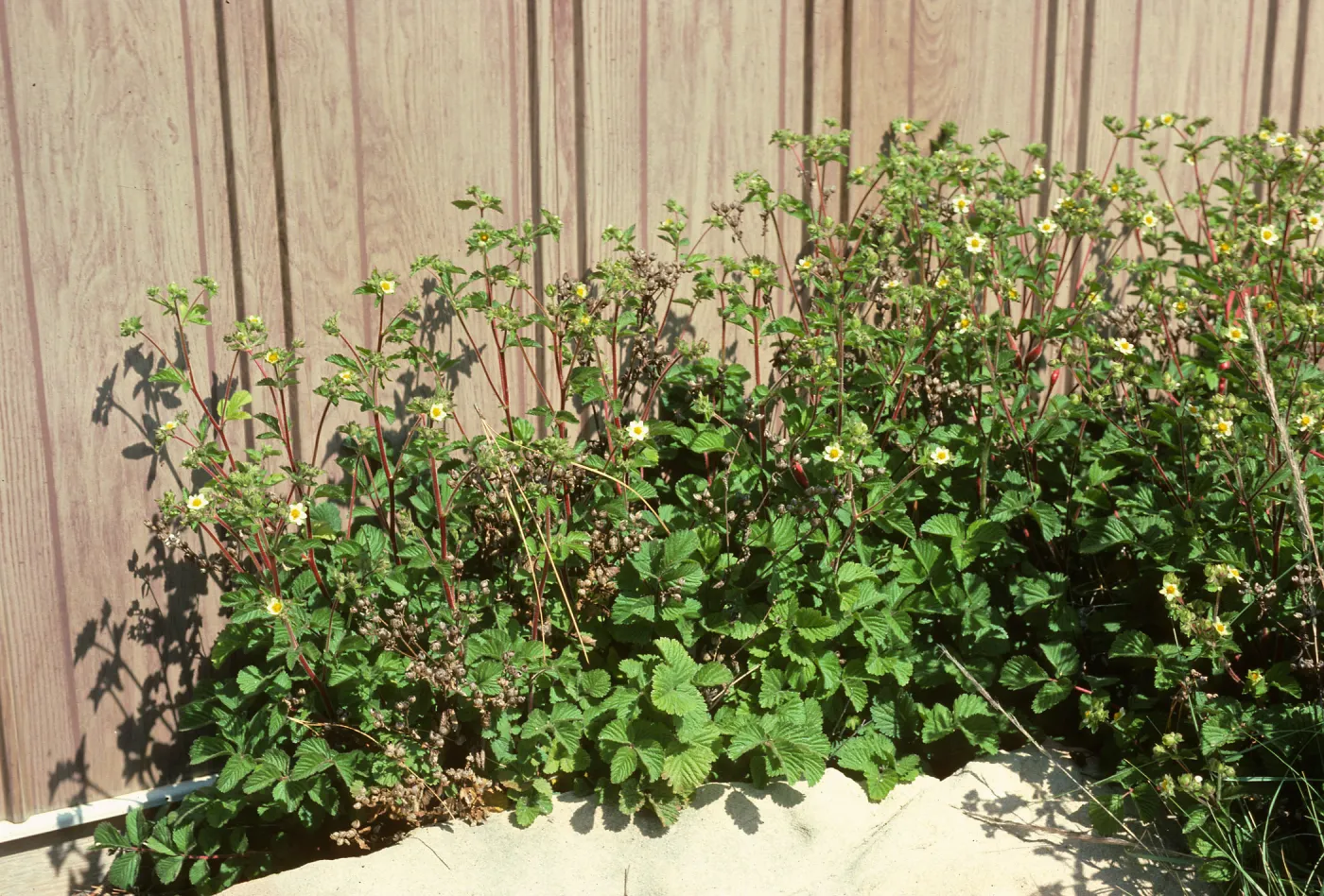 Hort Unit, strawberries?