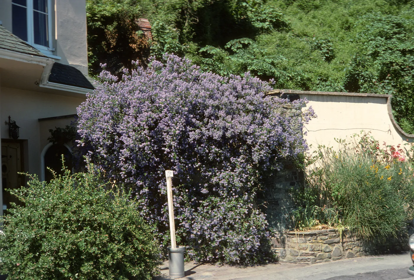 A large bush laden with clusters of tiny, lilac flowers grows outside the front door of a building next to a tall wall. 