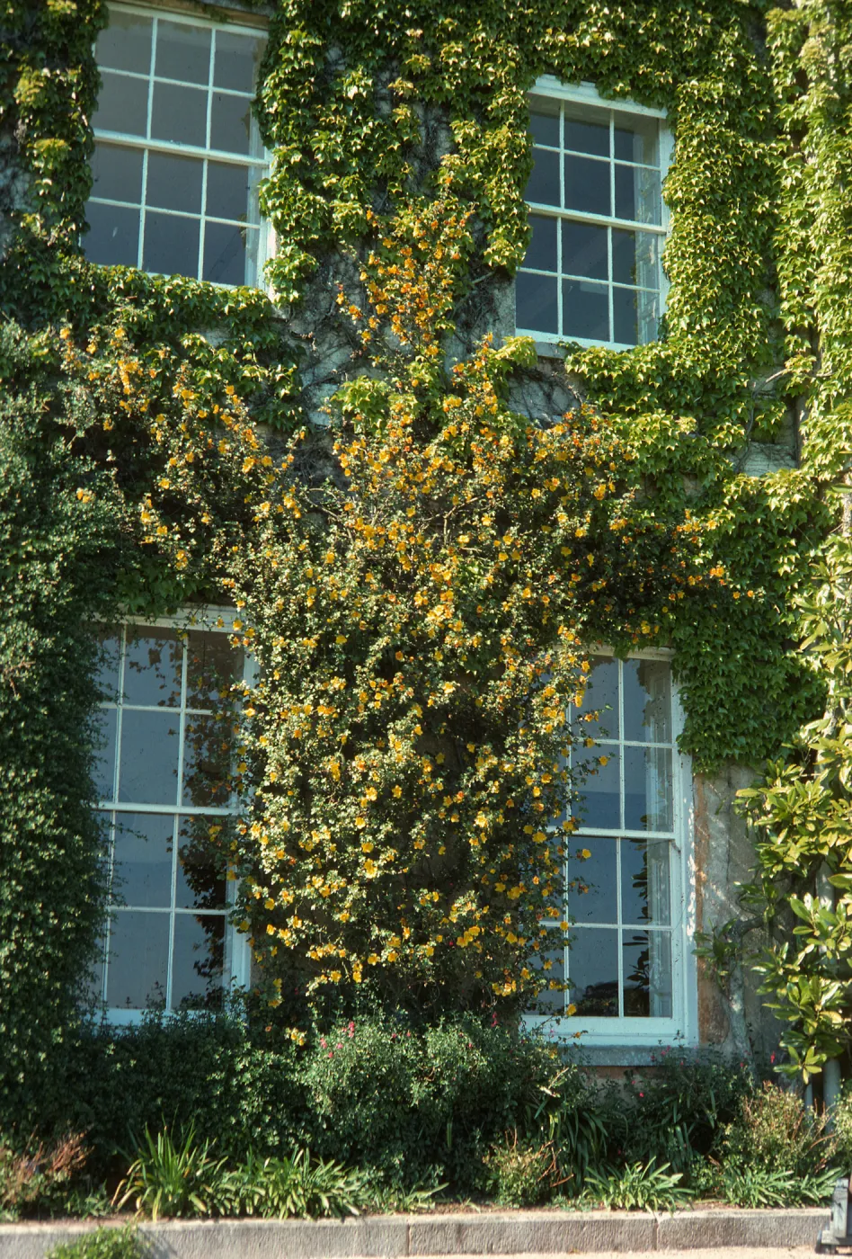 The outer wall of a building with four windows. The wall is completely covered with multiple types of climbing ivy vines, the center-most of which blooms with yellow flowers. 