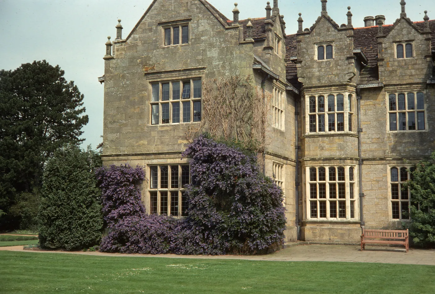 A large bush laden with clusters of tiny, lilac flowers grows next to an stone mansion. 