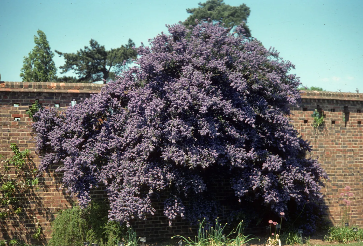 A large bush laden with clusters of tiny, lilac flowers grows next to an brick wall. 