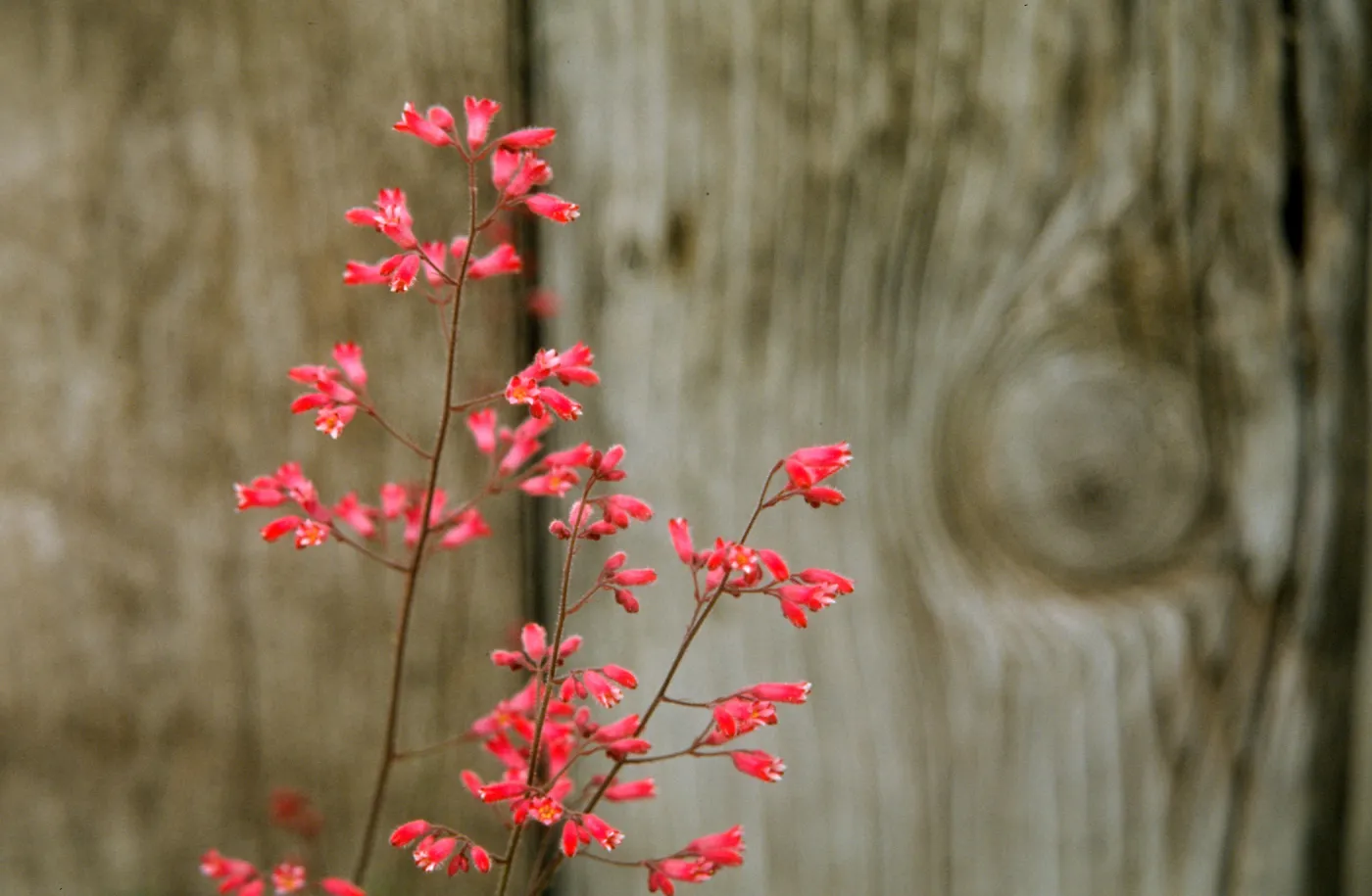 Heuchera cv. Canyon Chimes, SBBG cultivar, Plant Introduction Program