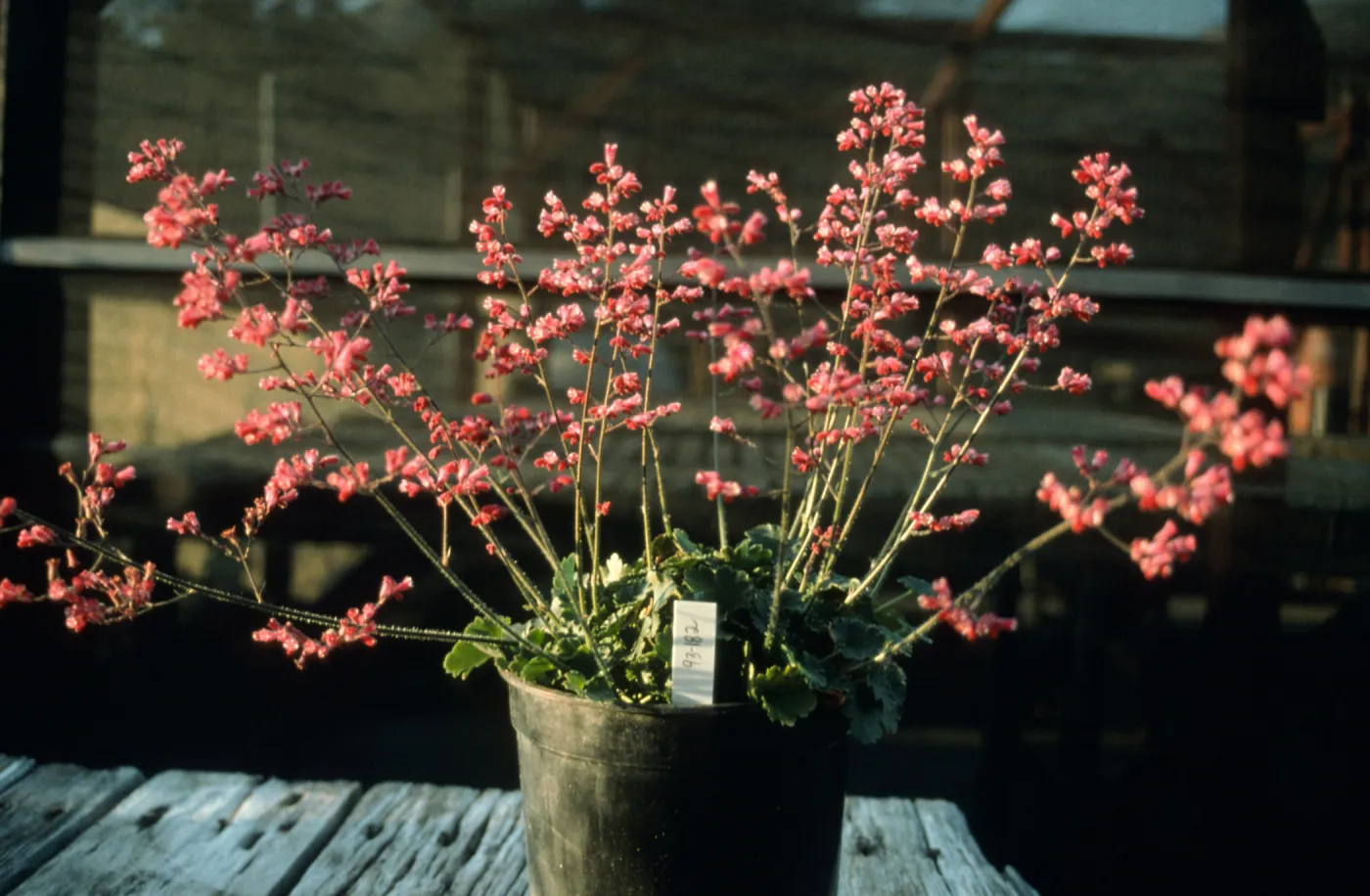 Heuchera cv. Canyon Chimes, 93-182, SBBG cultivar, Plant Introduction Program