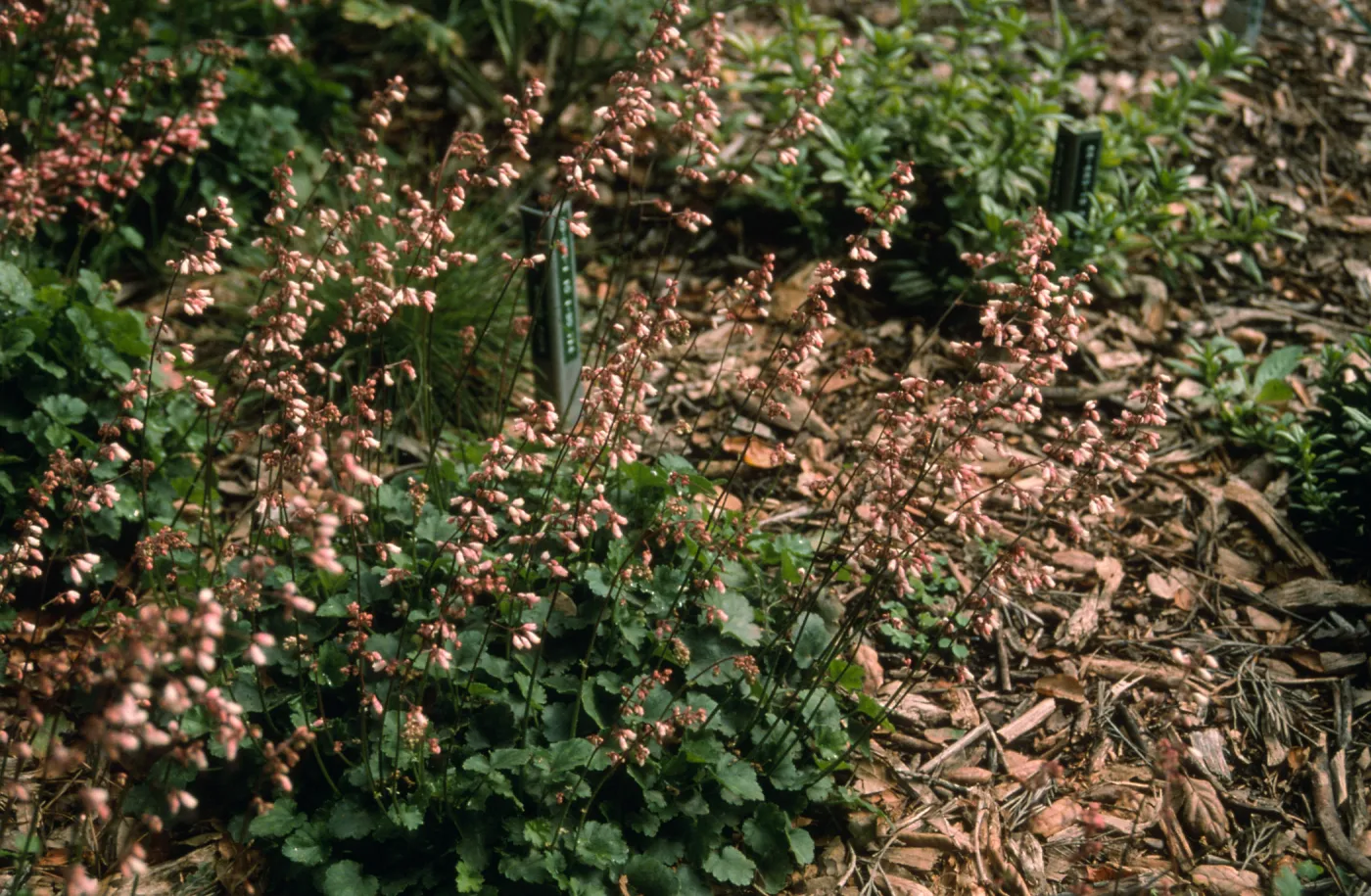 Heuchera cv. Blushing Bells, SBBG cultivar, Plant Introduction Program