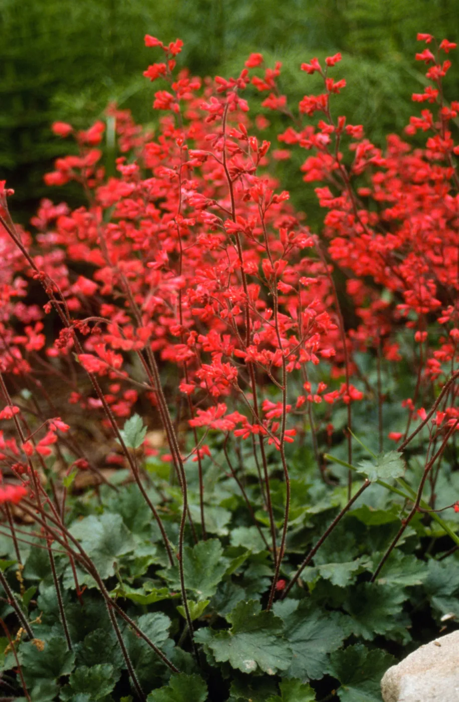 Heuchera cv. Canyon Belle, SBBG cultivar, Plant Introduction Program