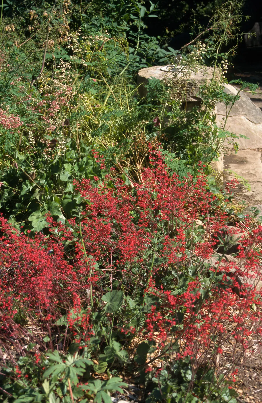 Heuchera cv. Canyon Belle, SBBG cultivar, Plant Introduction Program