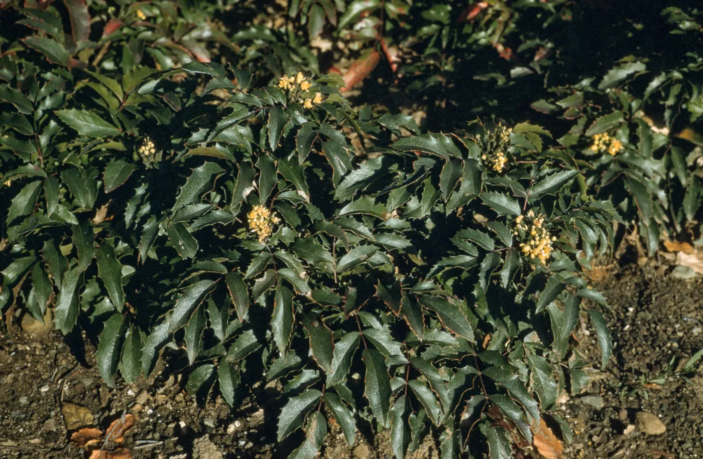 Mahonia cv. Mission Canyon, SBBG cultivar, Plant Introduction Program. Berberis