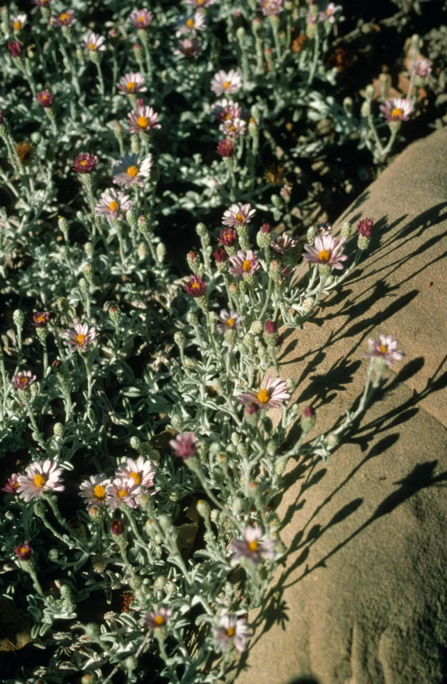 Lessingia cv. Silver Carpet, SBBG cultivar, Plant Introduction Program