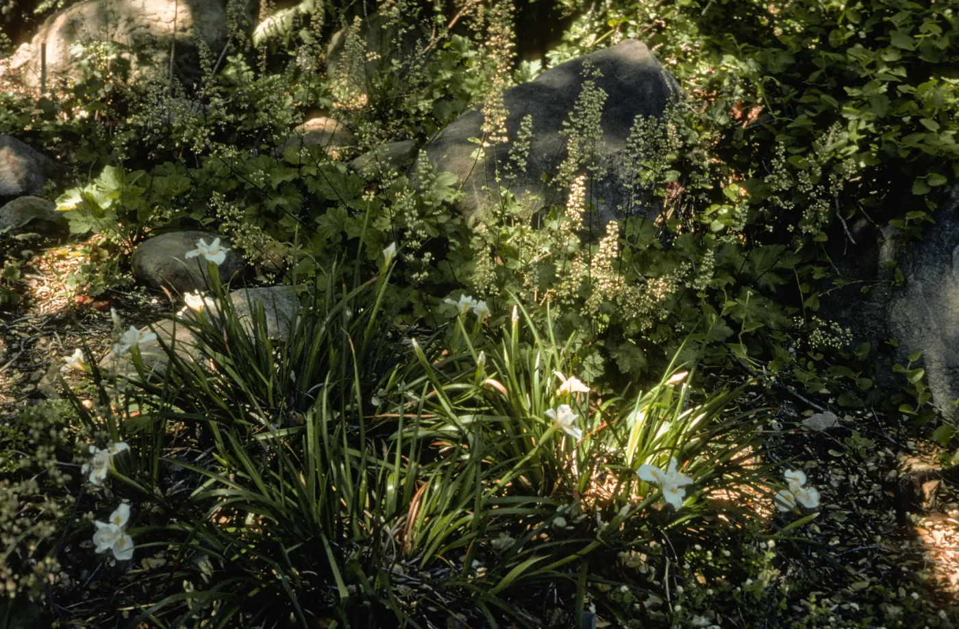 Heuchera Maxima, Iris cv. Canyon Snow, SBBG cultivar, Plant Introduction Program