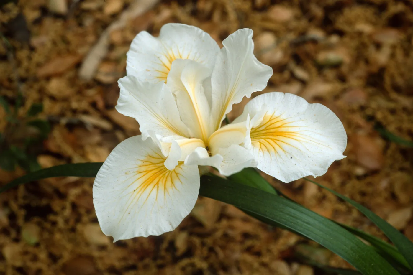 Iris cv. Canyon Snow, SBBG cultivar, Plant Introduction Program