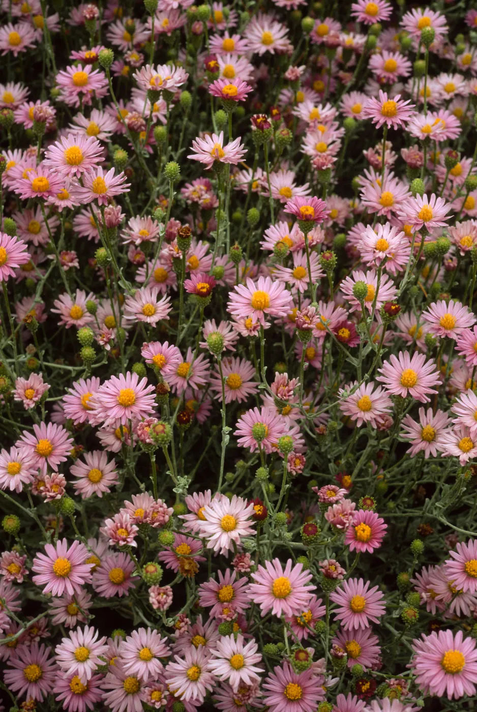Lessingia filaginifolia cv. Silver Carpet, SBBG cultivar, Plant Introduction Program