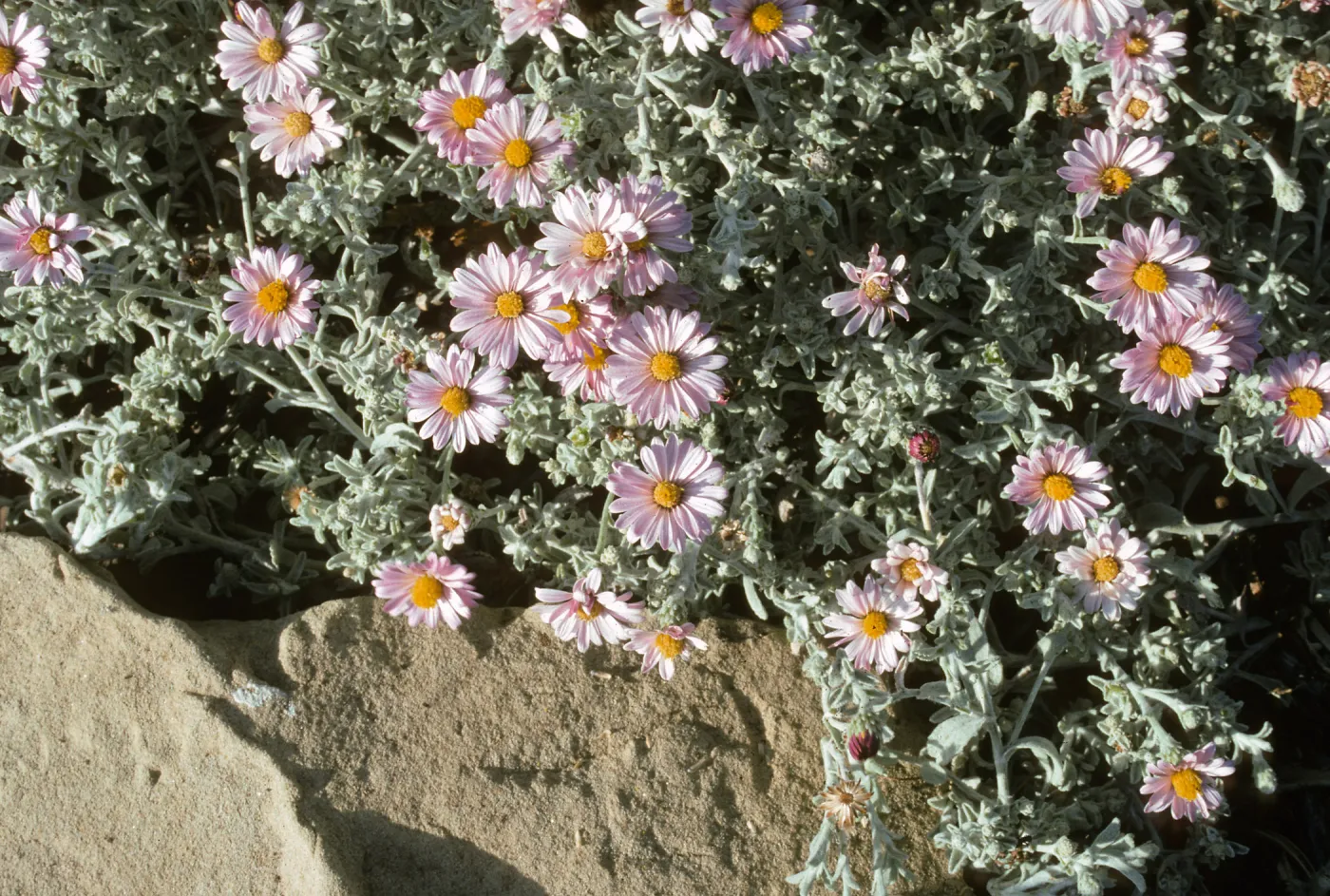 Lessingia filaginifolia cv. Silver Carpet, SBBG cultivar, Plant Introduction Program