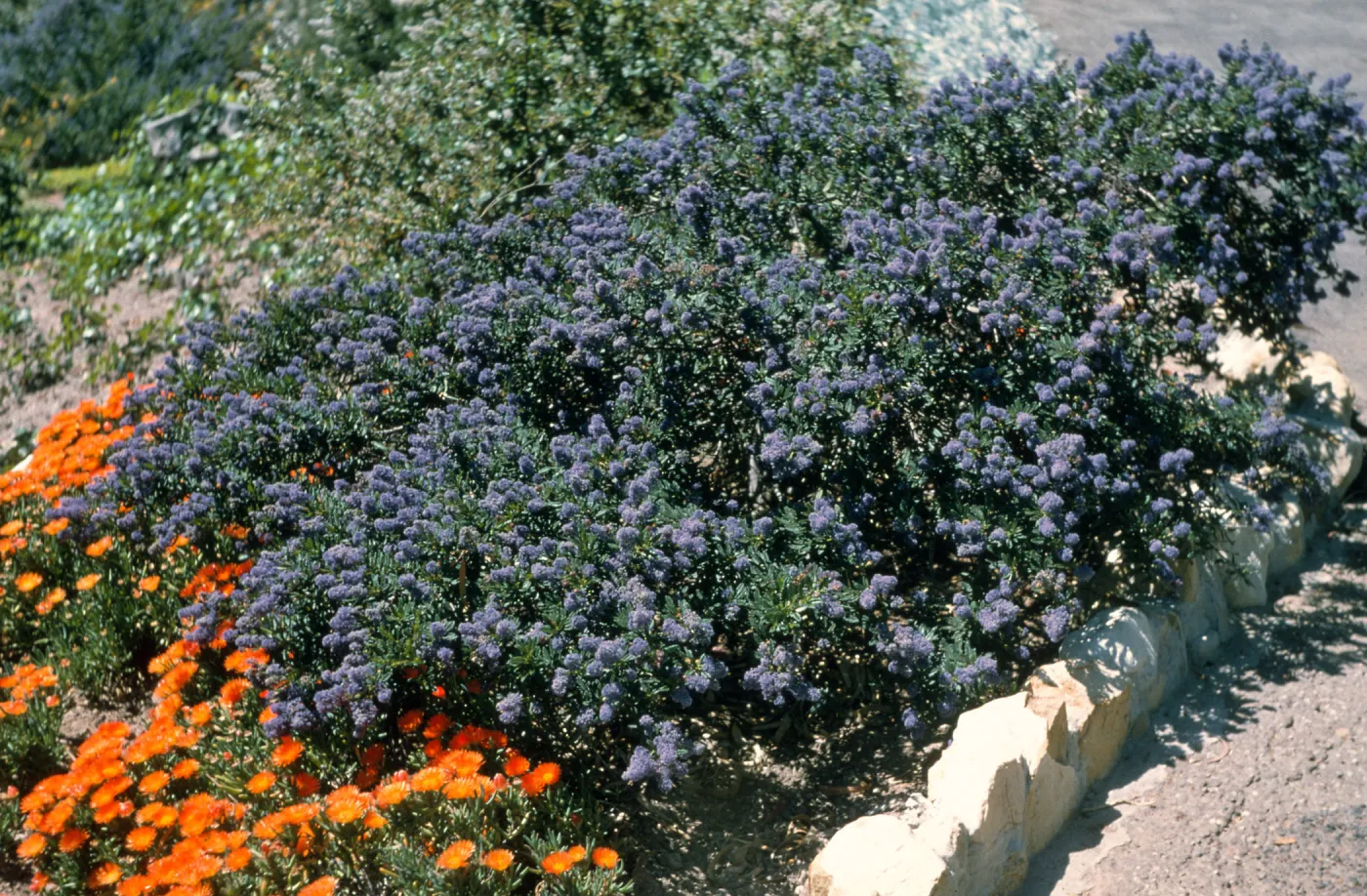 Ceanothus cv. Far Horizons, SBBG cultivar, Plant Introduction Program