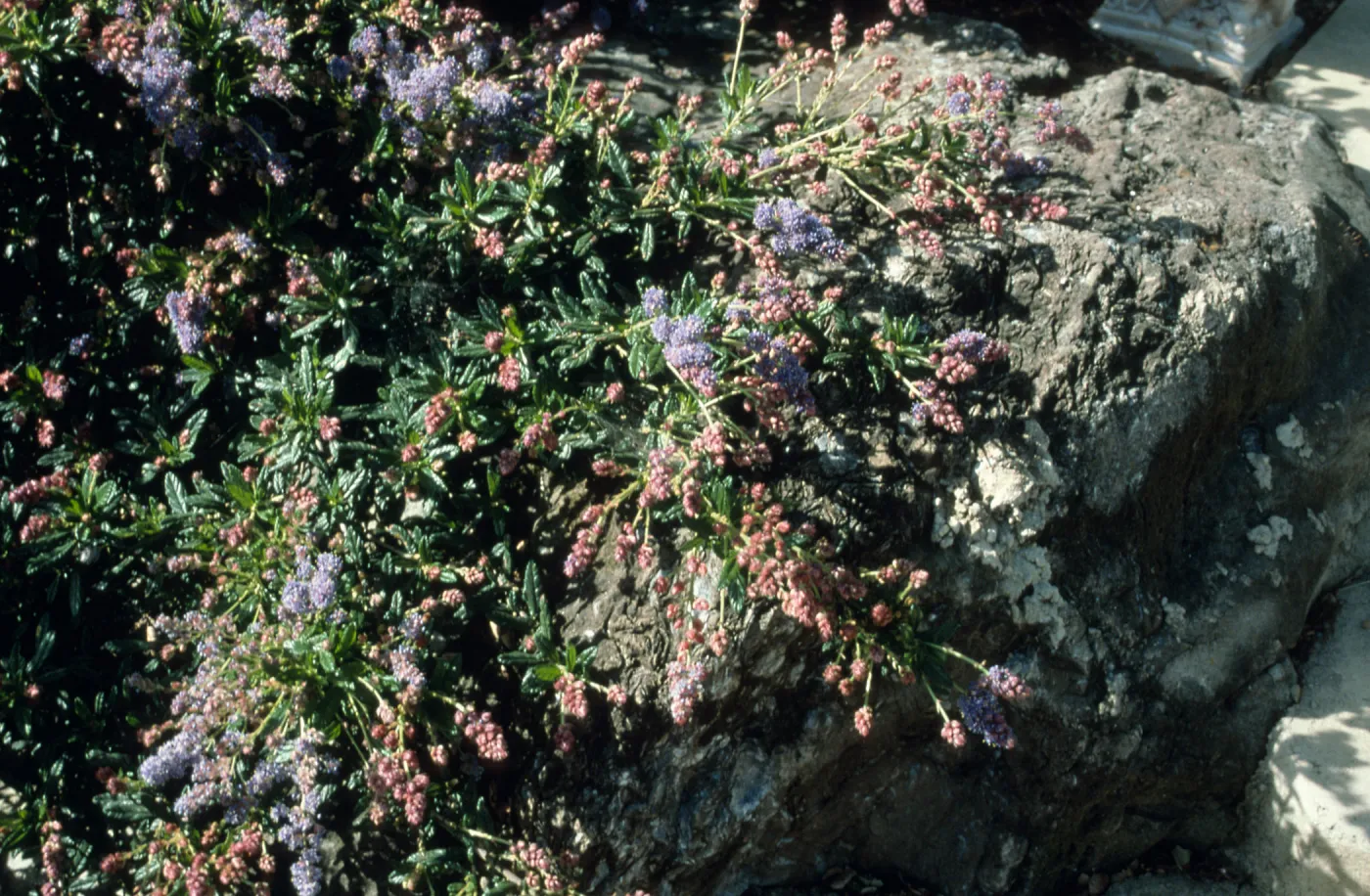 Ceanothus cv. Wheeler Canyon, SBBG cultivar, Plant Introduction Program