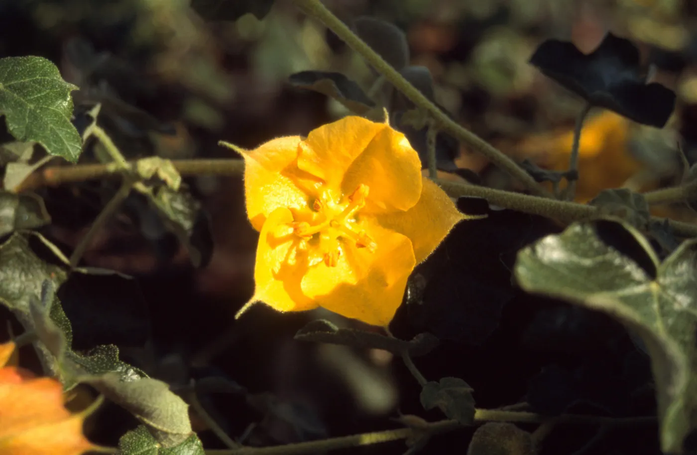 Fremontodendron cv. Daras Gold, SBBG cultivar, Plant Introduction Program