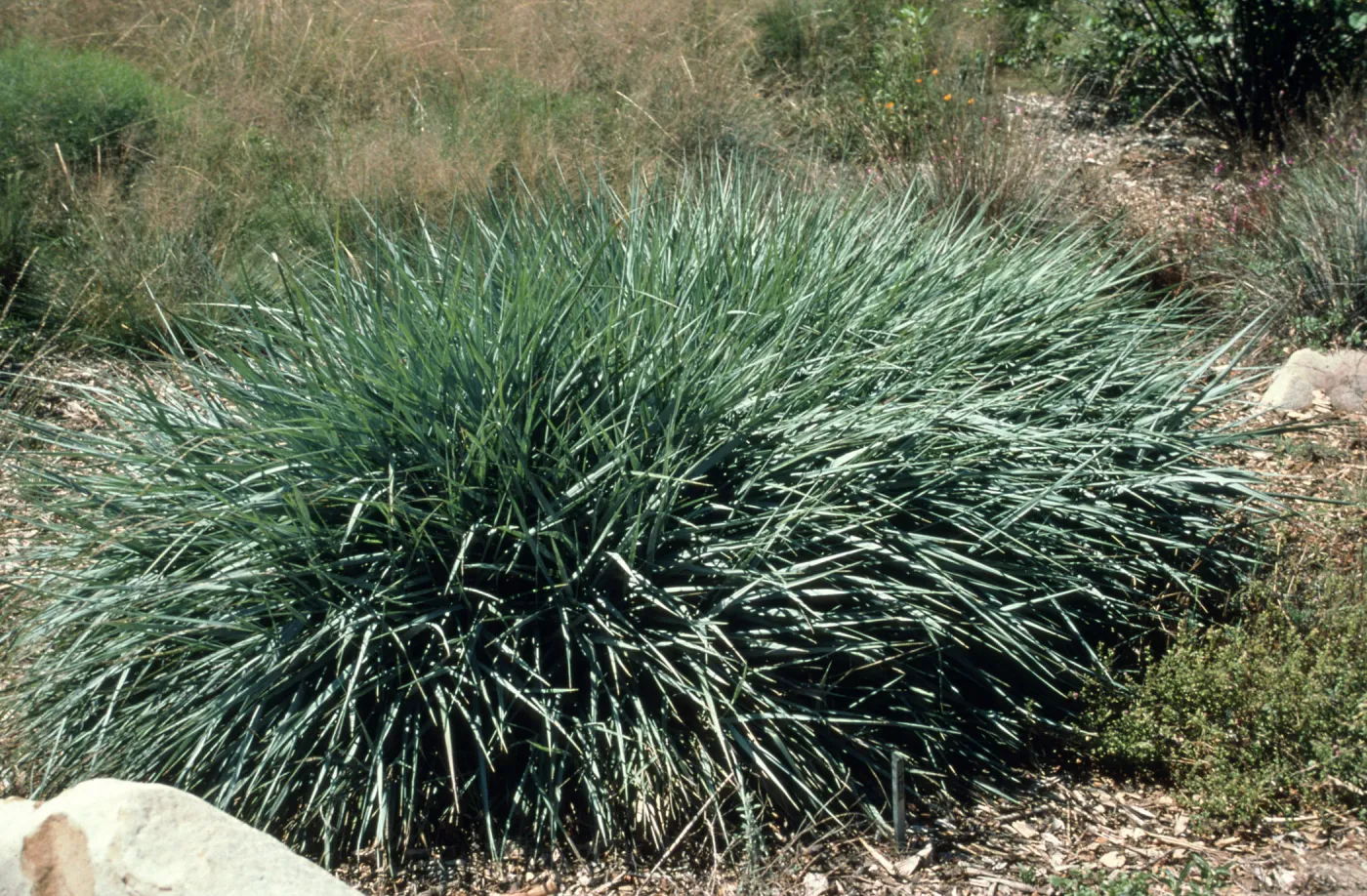 Leymus cv. Canyon Prince, SBBG cultivar, Plant Introduction Program