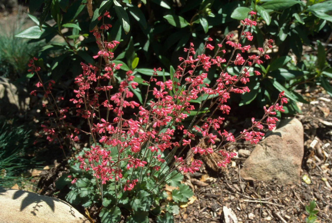 Heuchera cv. Canyon Chimes, SBBG cultivar, Plant Introduction Program