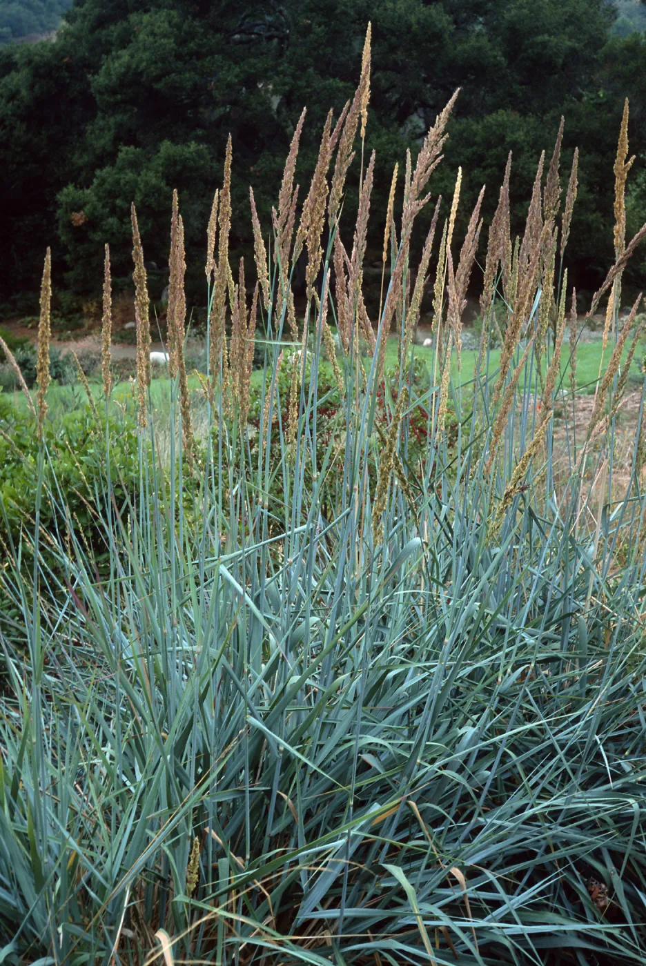 Leymus condensatus cv. Canyon Prince, SBBG cultivar, Plant Introduction Program