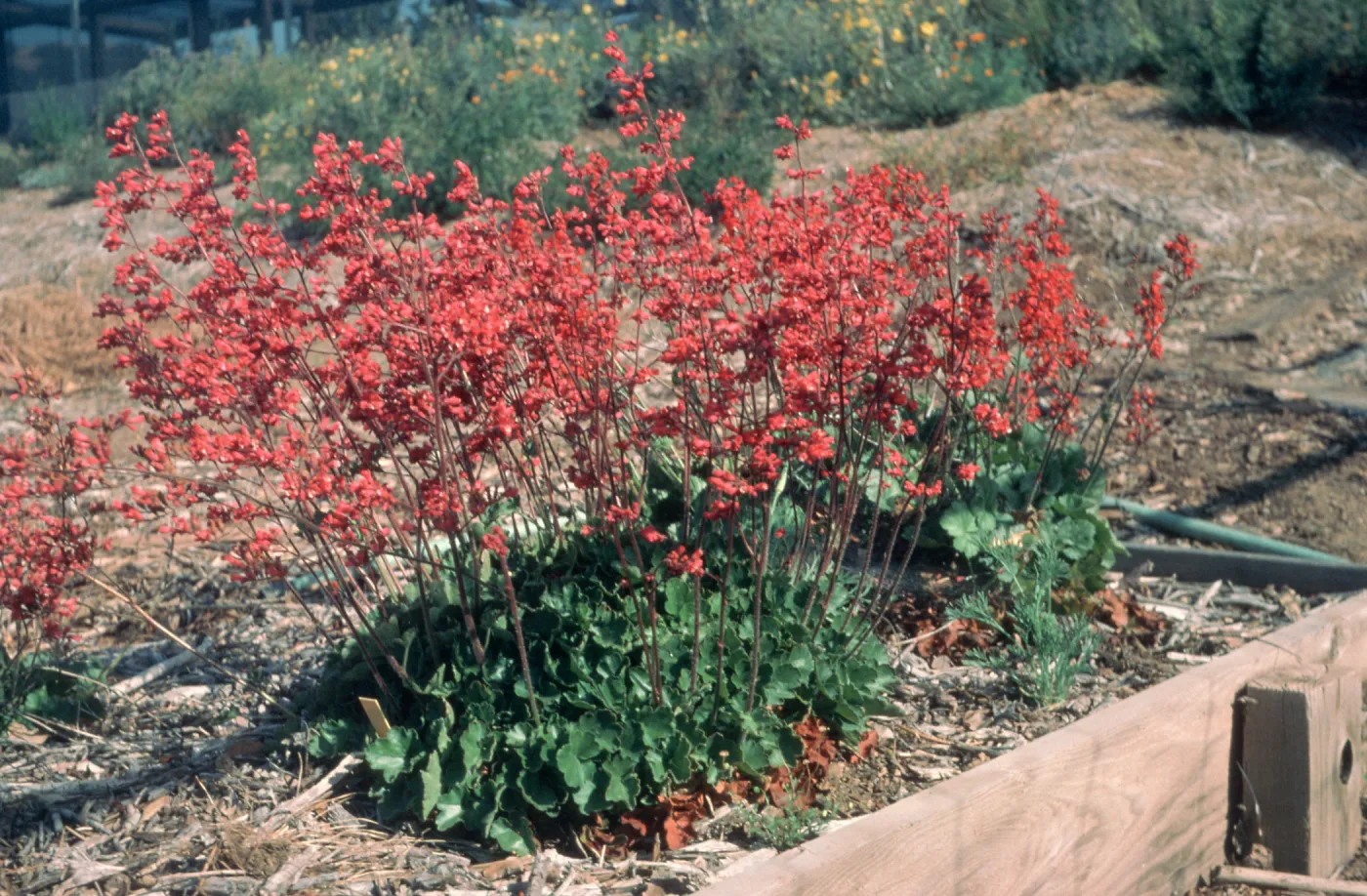 Heuchera cv. Canyon Delight, SBBG cultivar, Plant Introduction Program