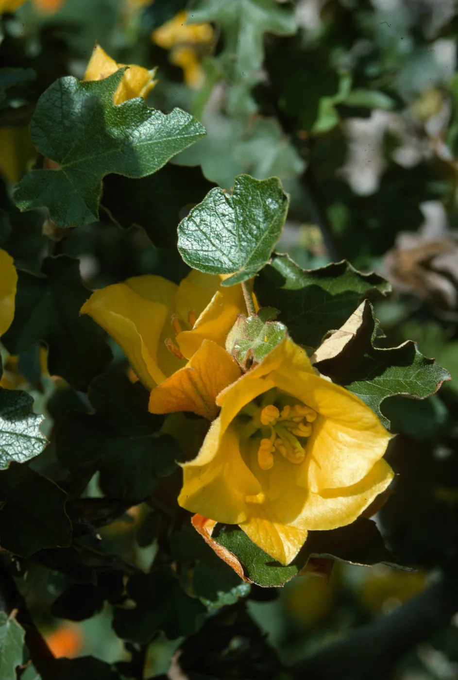 Fremontia cv. Daras Gold, SBBG cultivar, Plant Introduction Program