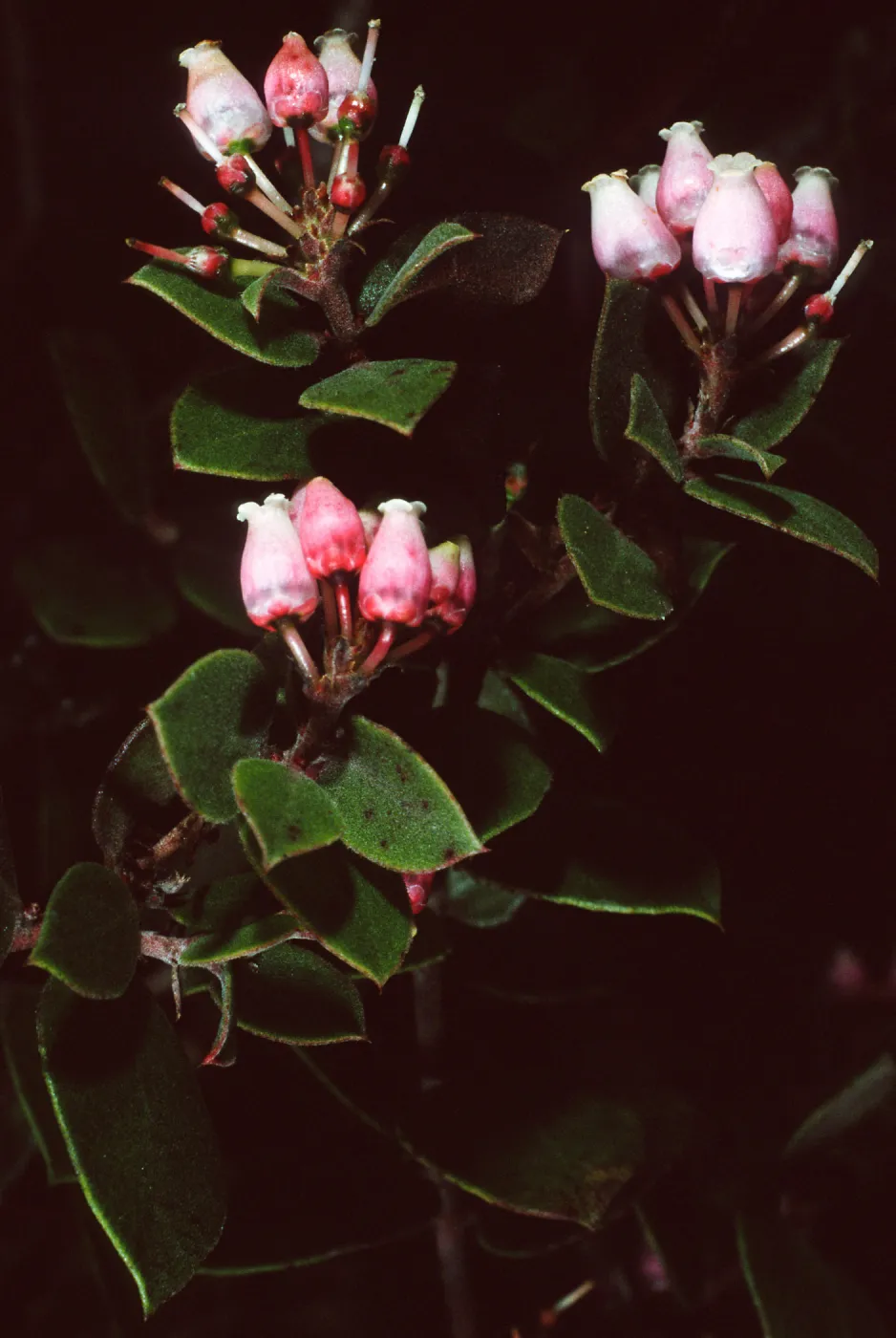 Arctostaphylos hearstiorum, SBBG