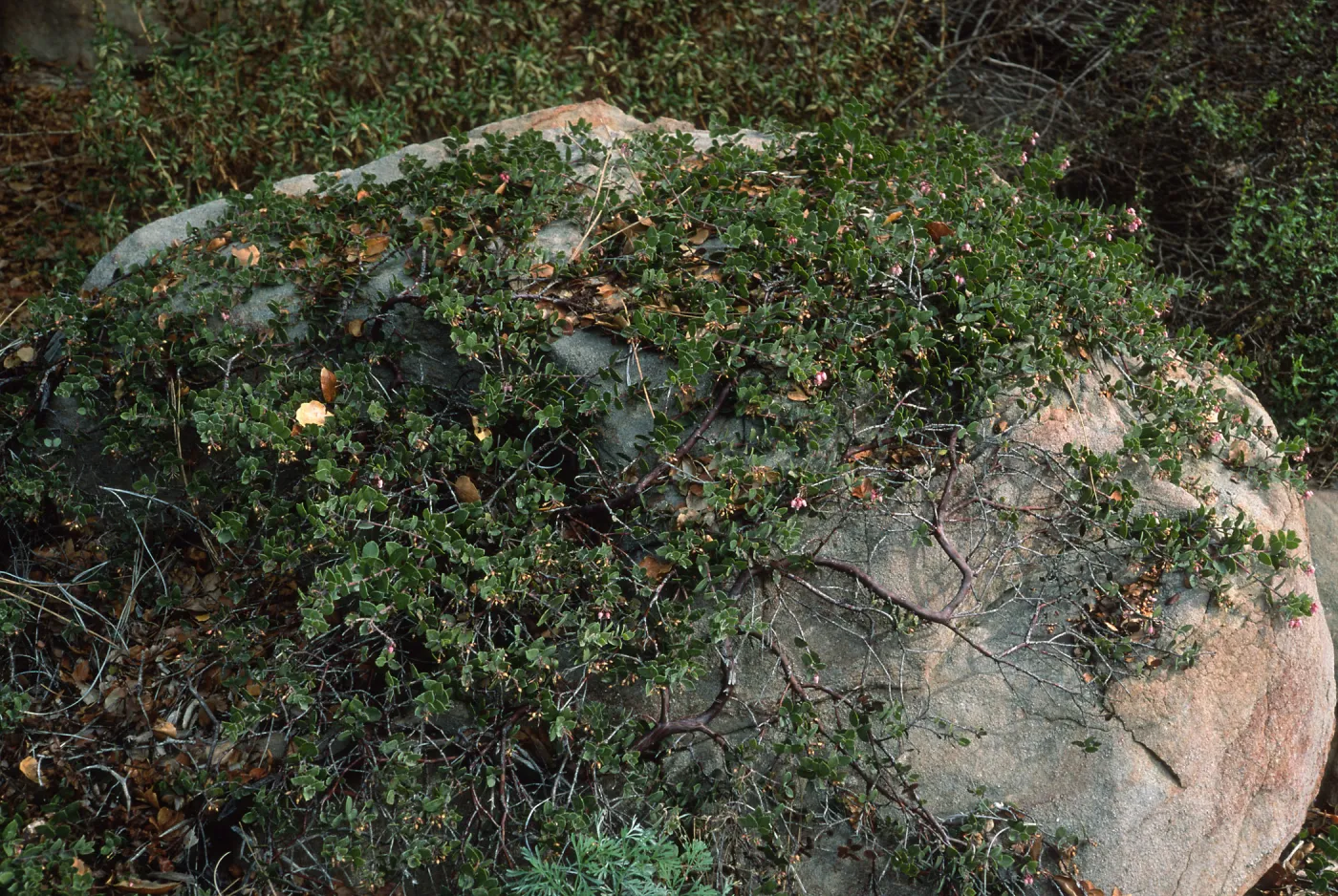 Arctostaphylos hearstiorum cv. Arroyo Cascade, SBBG cultivar, Plant Introduction Program, 72-067-2, SBBG Arroyo Section